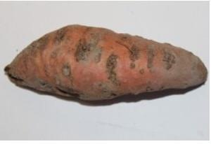 Emergent Nematode In Sweetpotato And Other Vegetable Crops